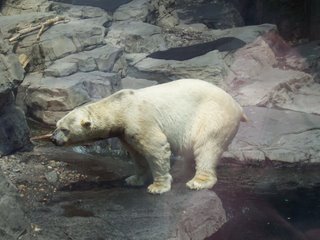 Polar Bear at the Central Park Zoo