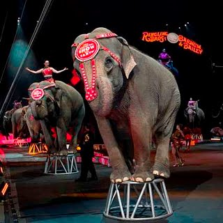 A Circus Elephant