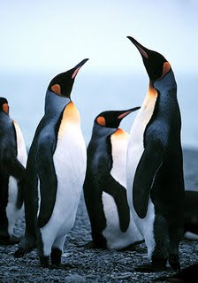 King Penguins