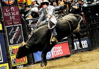 Bull Riding in Madison Square Garden