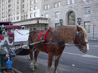 Central Park Carriage Horses