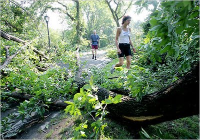 Fallen trees block paths in Central Park