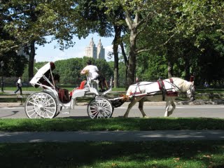 Carriage Horses