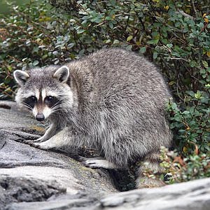 A raccoon in Central Park